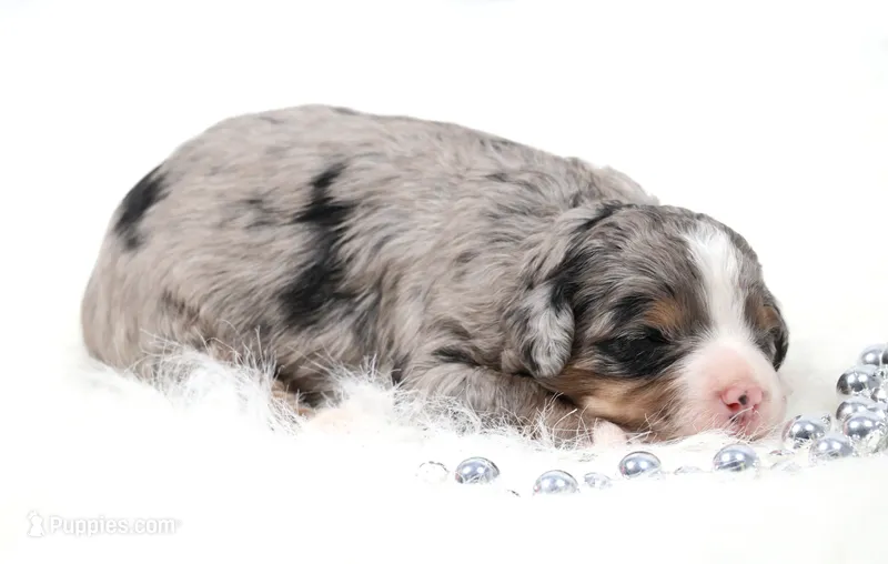 Finn, a male Miniature Bernedoodle for sale in Livingston, WI – 1 of 5