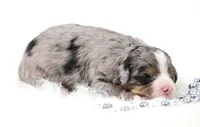 Finn, a male Miniature Bernedoodle for sale in Livingston, WI – 1 of 5