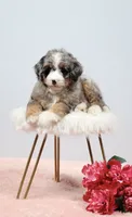 Fern, a female Miniature Bernedoodle for sale in Livingston, WI – 5 of 10