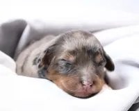 Candy , a female Miniature Bernedoodle for sale in Livingston, WI – Photo 3 of 6