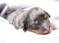 Candy , a female Miniature Bernedoodle for sale in Livingston, WI – Photo 4 of 6