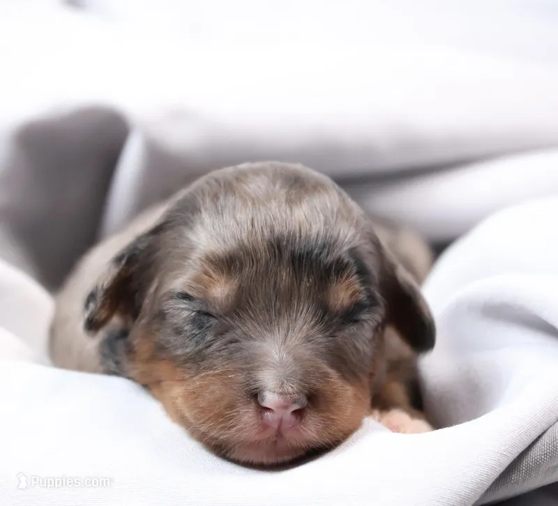 Candy  – Miniature Bernedoodle puppy for sale in Livingston, WI