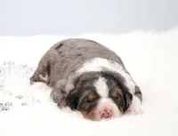 Felix , a male Miniature Bernedoodle for sale in Livingston, WI – 4 of 6