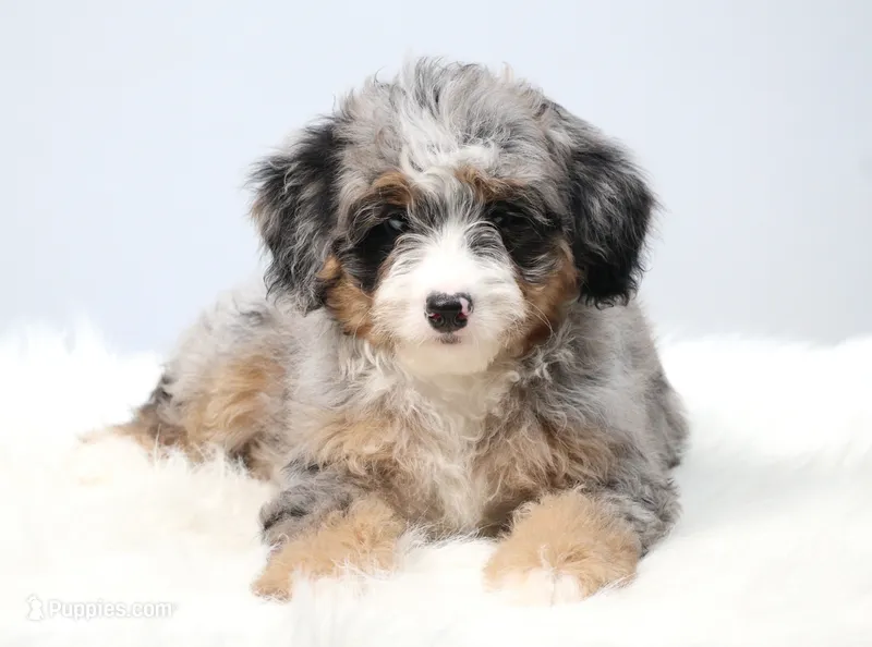 Fern – Miniature Bernedoodle puppy for sale in Livingston, WI