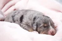 Jacqui , a female Miniature Bernedoodle for sale in Livingston, WI – 2 of 4