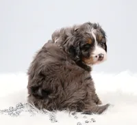 Carter , a male Miniature Bernedoodle for sale in Livingston, WI – 7 of 10