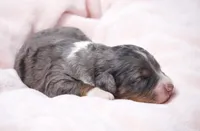 Jaxie, a female Miniature Bernedoodle for sale in Livingston, WI – 2 of 3