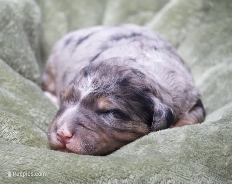 Jupiter  – Miniature Bernedoodle puppy for sale in Livingston, WI