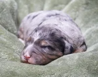 Jupiter , a male Miniature Bernedoodle for sale in Livingston, WI – 1 of 4