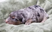 Jenson, a male Miniature Bernedoodle for sale in Livingston, WI – 2 of 3