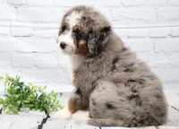 Fido, a male Miniature Bernedoodle for sale in Livingston, WI – 4 of 10