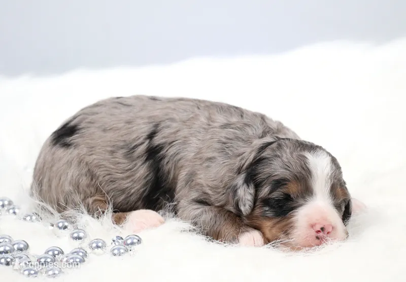 Fern – Miniature Bernedoodle puppy for sale in Livingston, WI