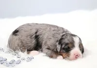 Fern, a female Miniature Bernedoodle for sale in Livingston, WI – 1 of 6