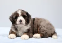 Frisco , a male Miniature Bernedoodle for sale in Livingston, WI – 5 of 10