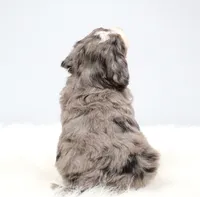 Finn, a male Miniature Bernedoodle for sale in Livingston, WI – 8 of 10