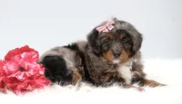 Candy , a female Miniature Bernedoodle for sale in Livingston, WI – 5 of 10