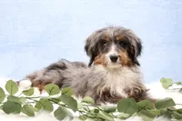Ellie , a female Miniature Bernedoodle for sale in Livingston, WI – Photo 2 of 10