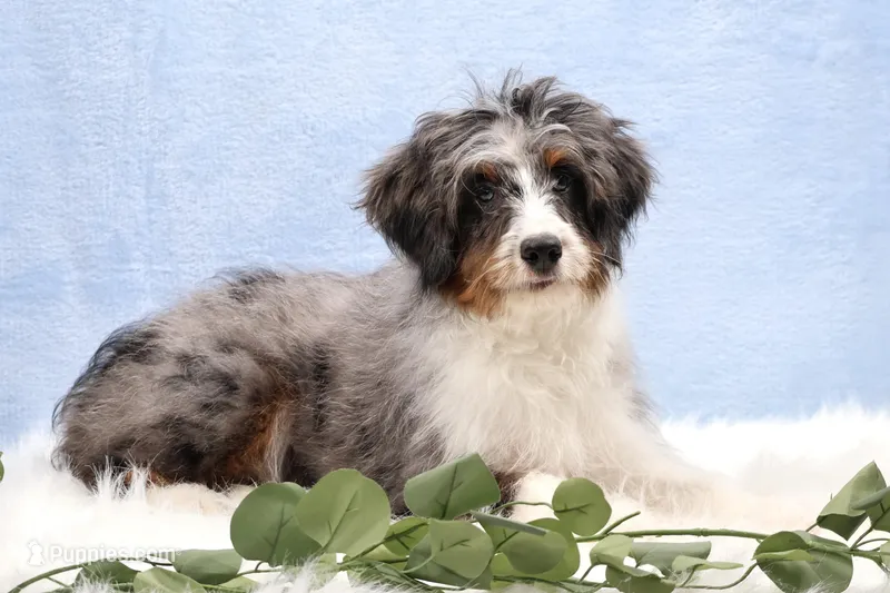 Banjo – Miniature Bernedoodle puppy for sale in Livingston, WI