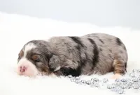 Flora , a female Miniature Bernedoodle for sale in Livingston, WI – 4 of 6