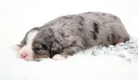 Fern, a female Miniature Bernedoodle for sale in Livingston, WI – 4 of 6