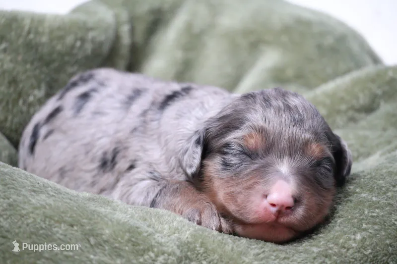 Jenson – Miniature Bernedoodle puppy for sale in Livingston, WI