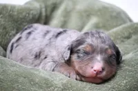 Jenson, a male Miniature Bernedoodle for sale in Livingston, WI – 1 of 3