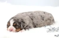 Fido, a male Miniature Bernedoodle for sale in Livingston, WI – 1 of 5
