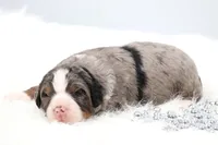 Frisco , a male Miniature Bernedoodle for sale in Livingston, WI – 2 of 6