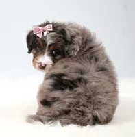 Cherish , a female Miniature Bernedoodle for sale in Livingston, WI – 6 of 9