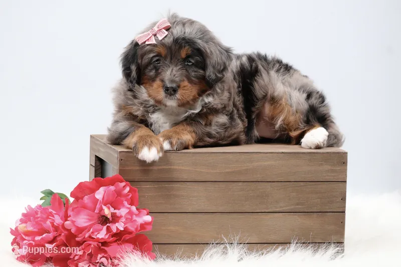 Candy  – Miniature Bernedoodle puppy for sale in Livingston, WI