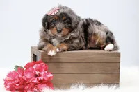 Candy , a female Miniature Bernedoodle for sale in Livingston, WI – 4 of 10