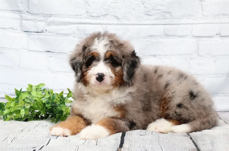 Fido – Miniature Bernedoodle puppy for sale in Livingston, WI