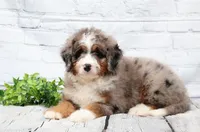 Fido, a male Miniature Bernedoodle for sale in Livingston, WI – 1 of 10
