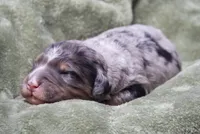 Jupiter , a male Miniature Bernedoodle for sale in Livingston, WI – 2 of 4