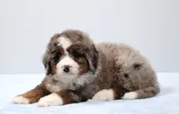 Fido, a male Miniature Bernedoodle for sale in Livingston, WI – 6 of 10