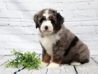 Frisco , a male Miniature Bernedoodle for sale in Livingston, WI – 3 of 10
