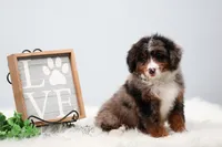 Cherish , a female Miniature Bernedoodle for sale in Livingston, WI – 3 of 9
