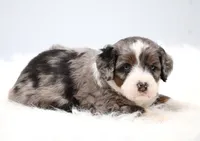Flora , a female Miniature Bernedoodle for sale in Livingston, WI – 7 of 10