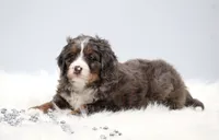 Carter , a male Miniature Bernedoodle for sale in Livingston, WI – 5 of 10