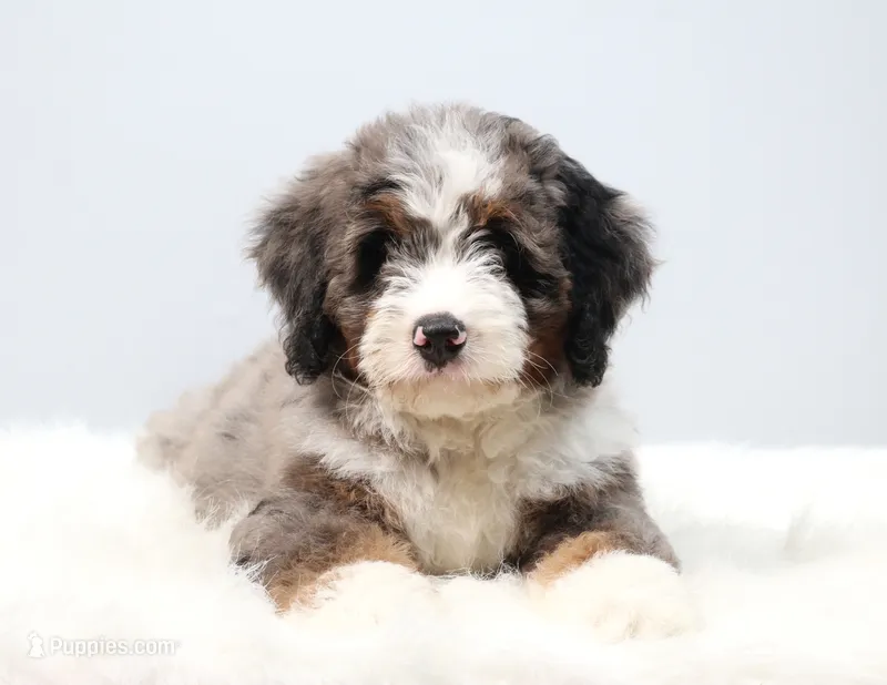 Frisco  – Miniature Bernedoodle puppy for sale in Livingston, WI