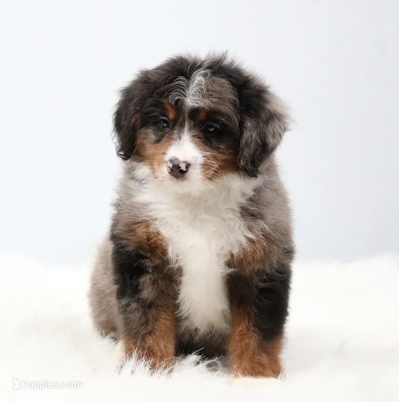 Cherish  – Miniature Bernedoodle puppy for sale in Livingston, WI