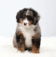 Cherish , a female Miniature Bernedoodle for sale in Livingston, WI – 1 of 9