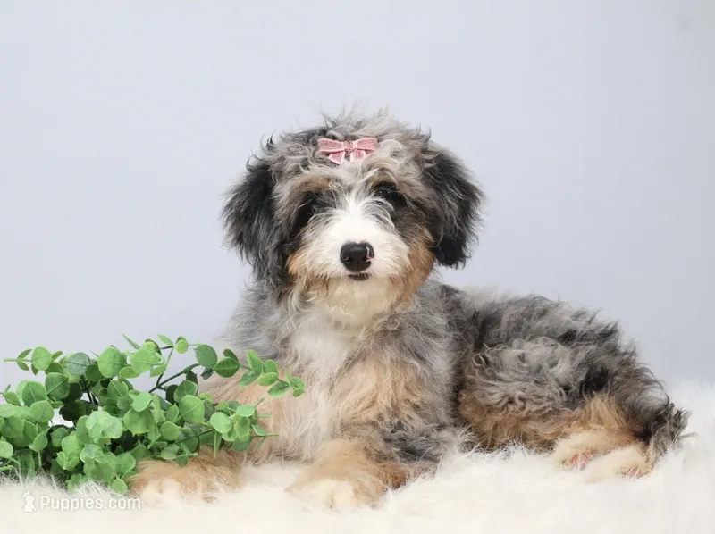 Fern – Miniature Bernedoodle puppy for sale in Livingston, WI