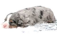 Finn, a male Miniature Bernedoodle for sale in Livingston, WI – 2 of 5