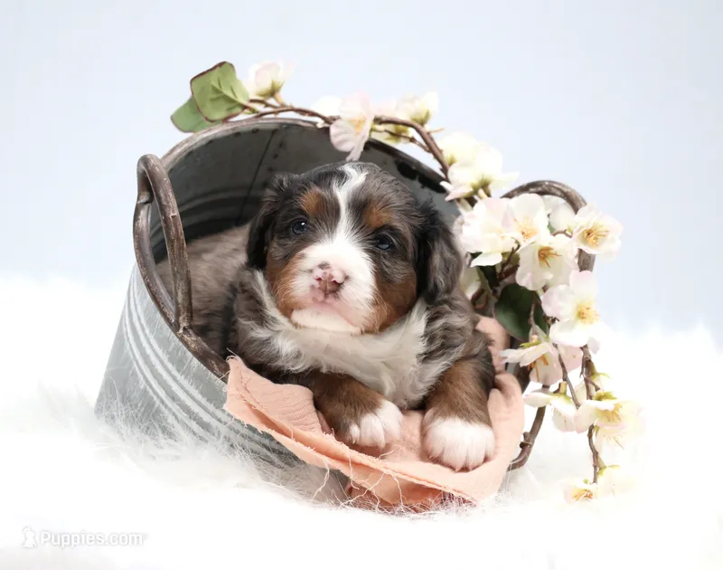 Cherish  – Miniature Bernedoodle puppy for sale in Livingston, WI