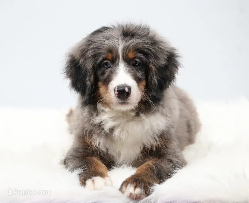 Carter  – Miniature Bernedoodle puppy for sale in Livingston, WI