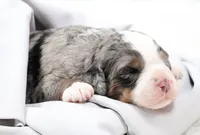 Fletcher , a male Miniature Bernedoodle for sale in Livingston, WI – 3 of 5