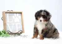 Cherish , a female Miniature Bernedoodle for sale in Livingston, WI – 2 of 9
