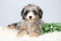 Fern, a female Miniature Bernedoodle for sale in Livingston, WI – 2 of 10