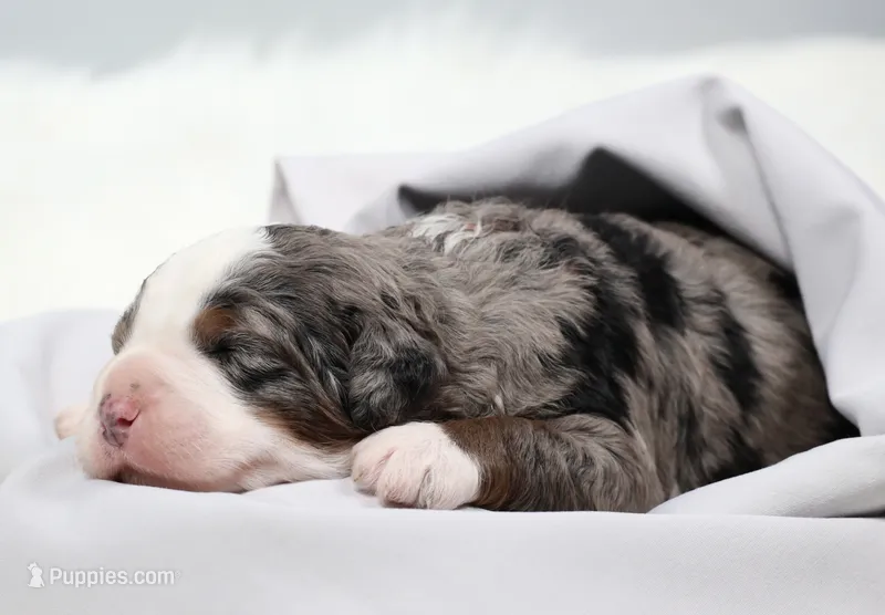 Fletcher  – Miniature Bernedoodle puppy for sale in Livingston, WI